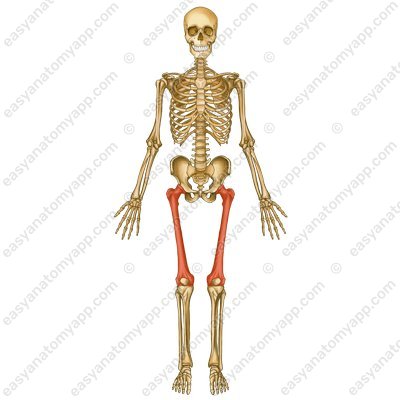 Oberschenkelknochen (femur/os femoris)